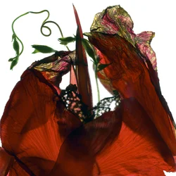 Morning Glory Canna Red (digitalt fotogram, digitalt originaltrykk)